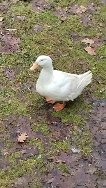 "Quackers" the duck 🦆