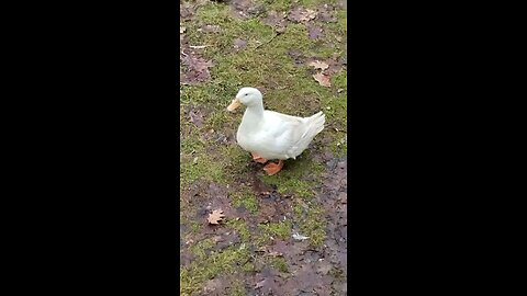 "Quackers" the duck 🦆