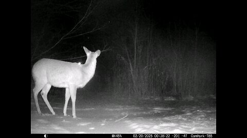 Deer Cam 02-20-2025