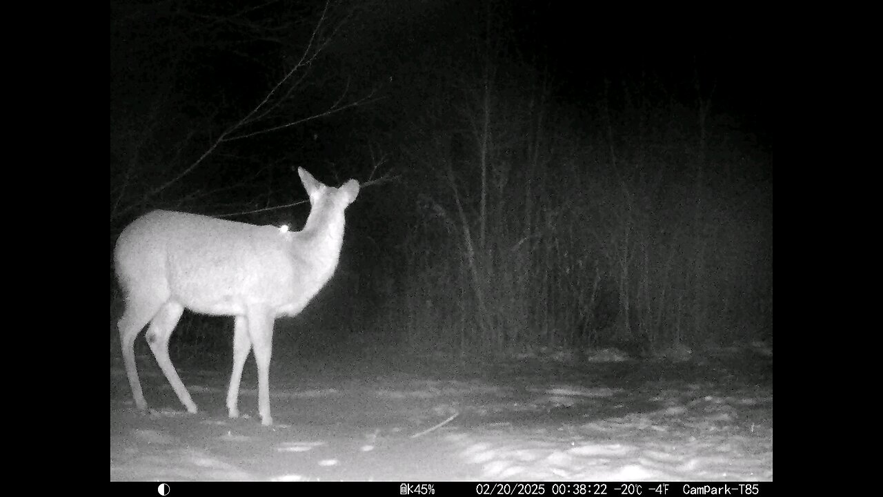 Deer Cam 02-20-2025