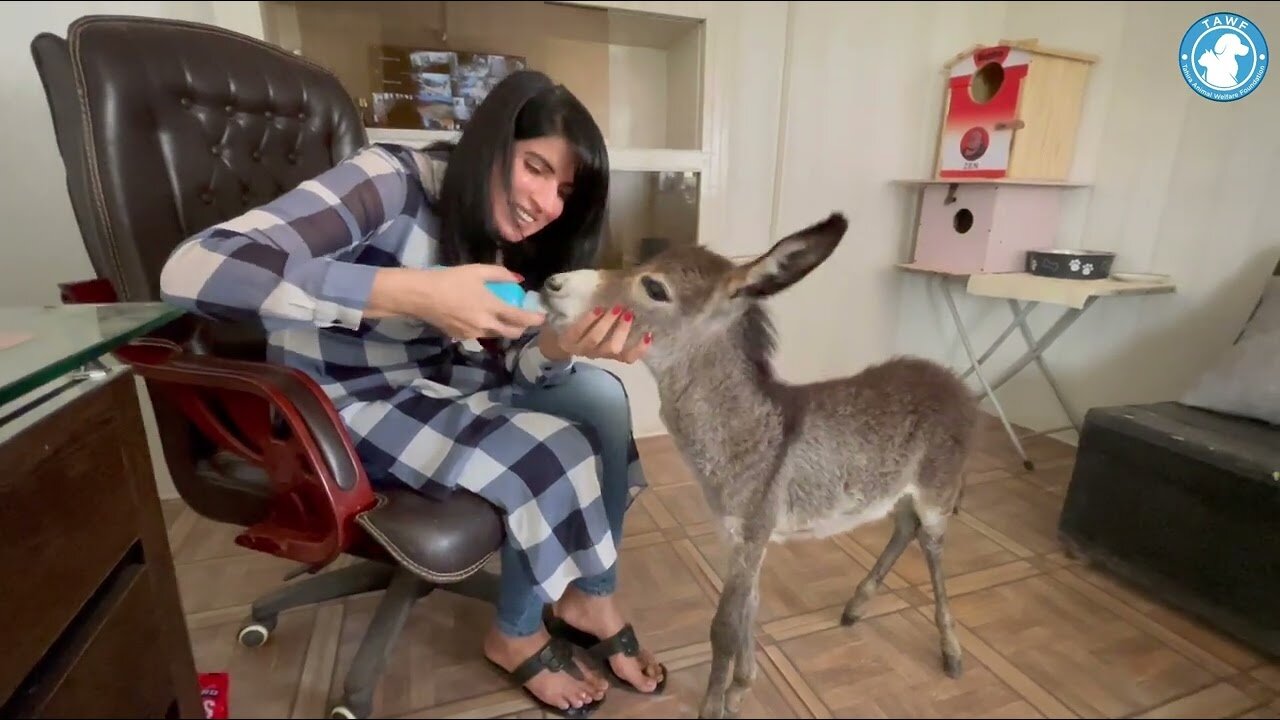 Pongo's Journey: From Heartbreak to Hope – An Orphaned Donkey's Inspiring Rescue Story