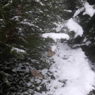 Winter landscape design