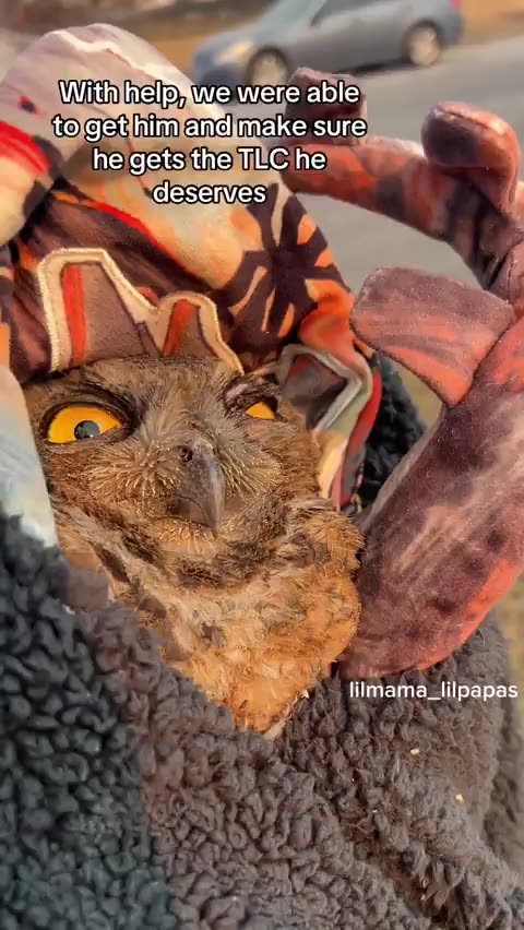 American comes back to find an owl taking shelter on their destroyed property...