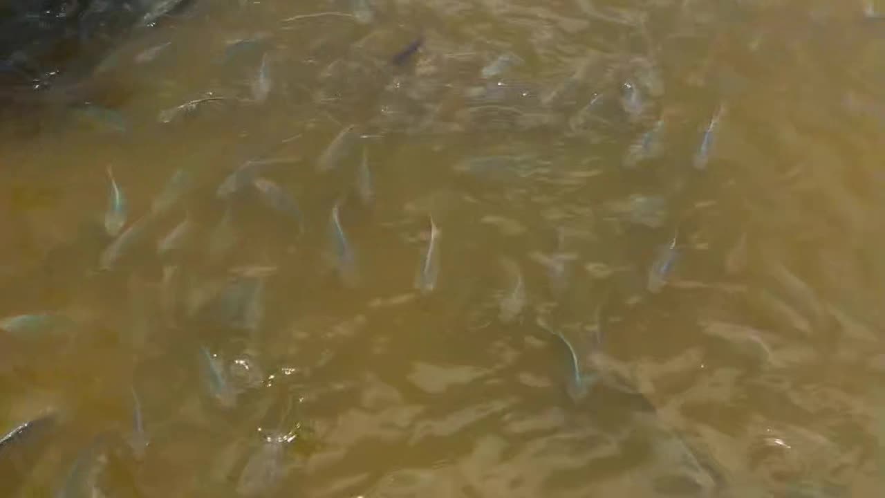 Fish