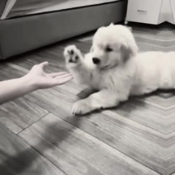 Explore The World Of Cute Puppies