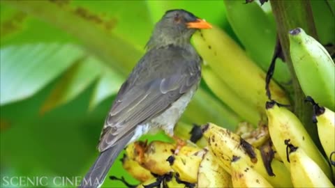 Funny videos funny birds funny animal natural beauty