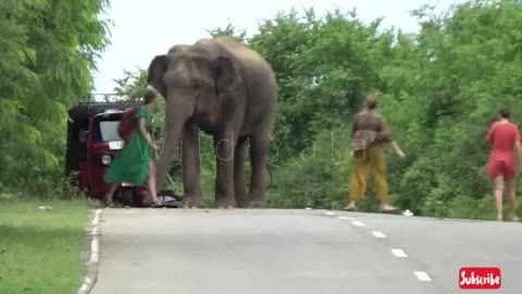 most dangerous elephant attack in Sri Lanka first time record in like this