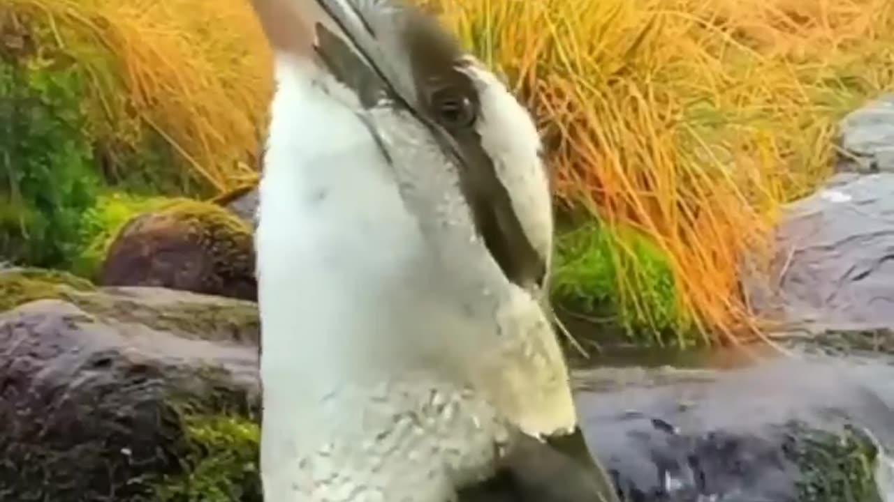 10 weird bird sounds