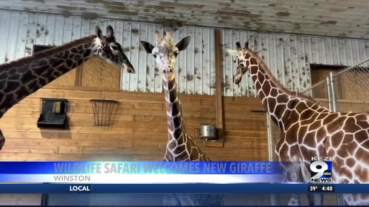 Wildlife Safari welcomes new giraffe