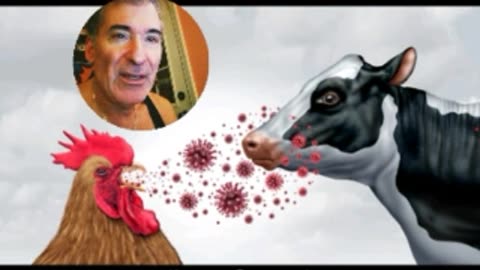 THEY'RE MURDERING CHICKENS, OSTRICHES, 100K ORGANIC EGGS STOLEN, COW WITH NEW BIRD FLU STRAIN