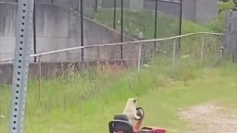 Dude finds a dog on a lawnmower and is in complete disbelief