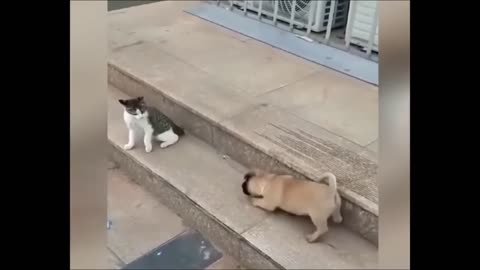 Dog vs cat