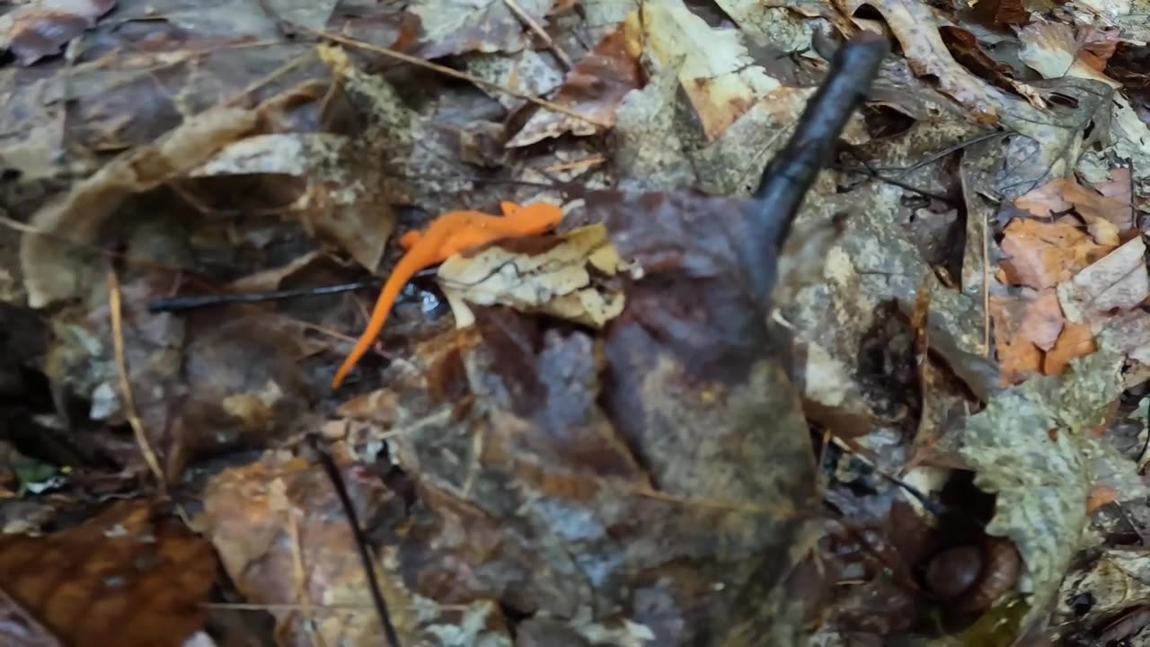 Eastern Newt