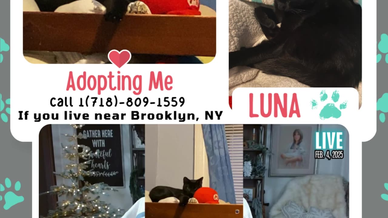 Luna Needs A Forever Home!