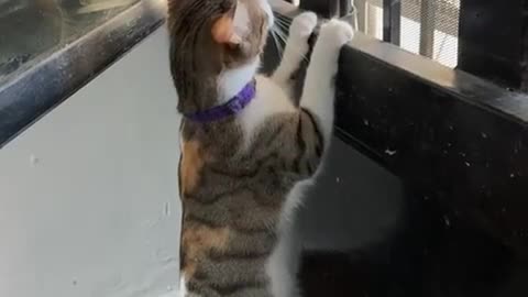 Cat Sits On Food Dispenser And Observes World Outside Window