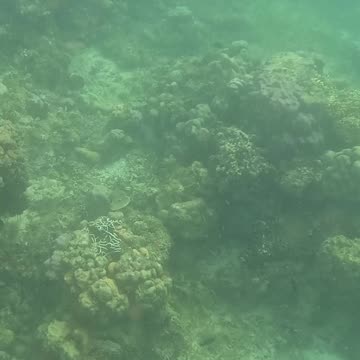 Dive into Serenity, A Morning Snorkeling Adventure