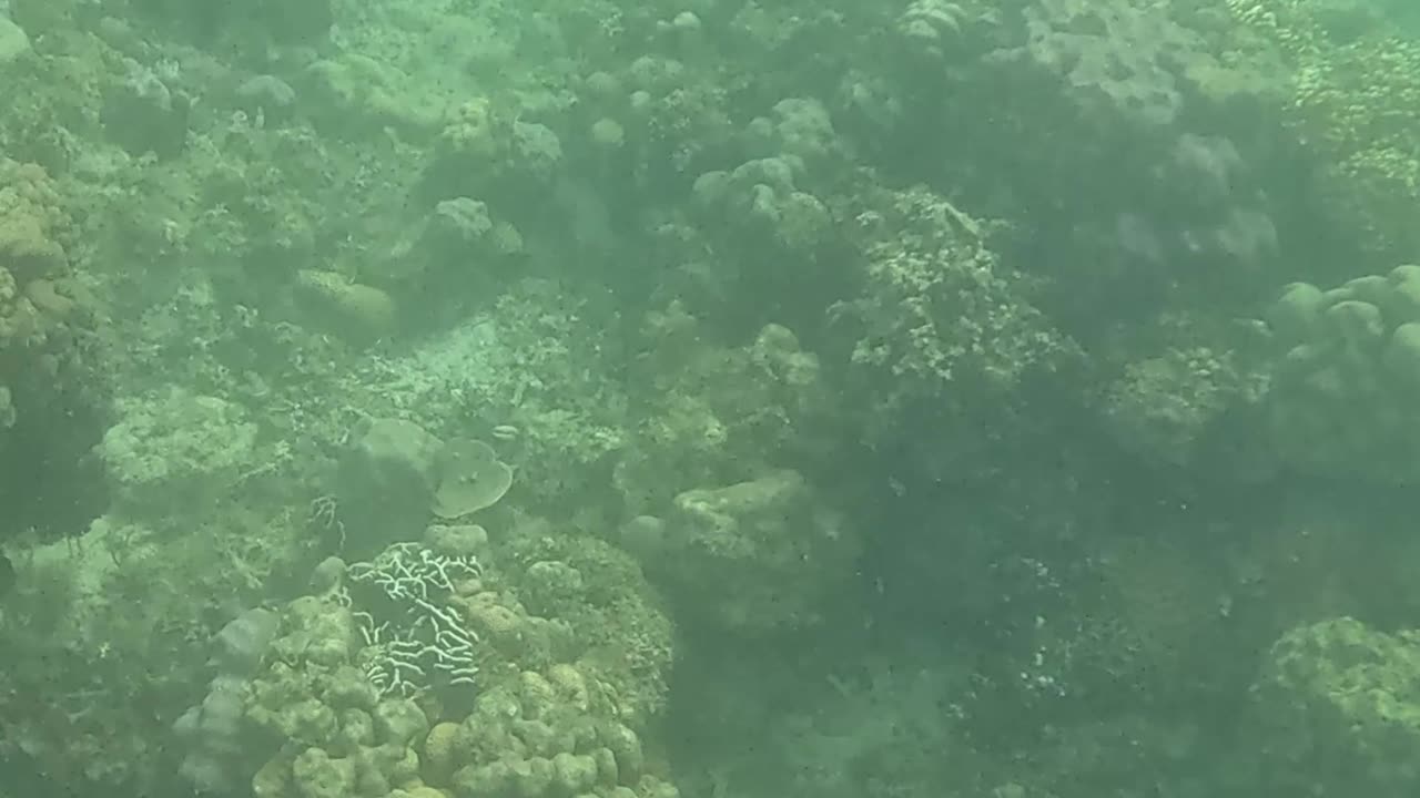 Dive into Serenity, A Morning Snorkeling Adventure
