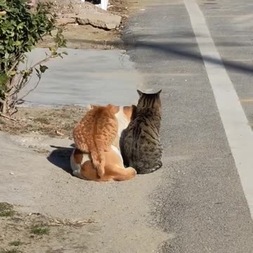 Go away I am a cat now