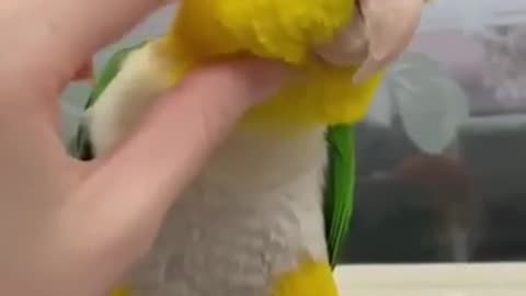 Smart and funny parrots that talk!!