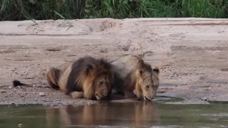 Lions Drinking Water