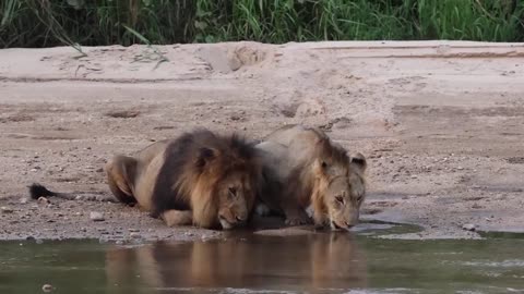 Lions Drinking Water