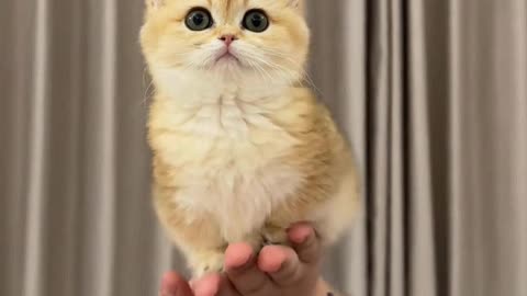 The new cat keeps making noise.
