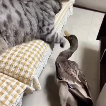 Cat and duck fight funny video 2025 skc.com 89