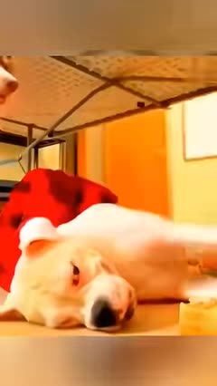 Funny Animals will Make you Cry Laughing