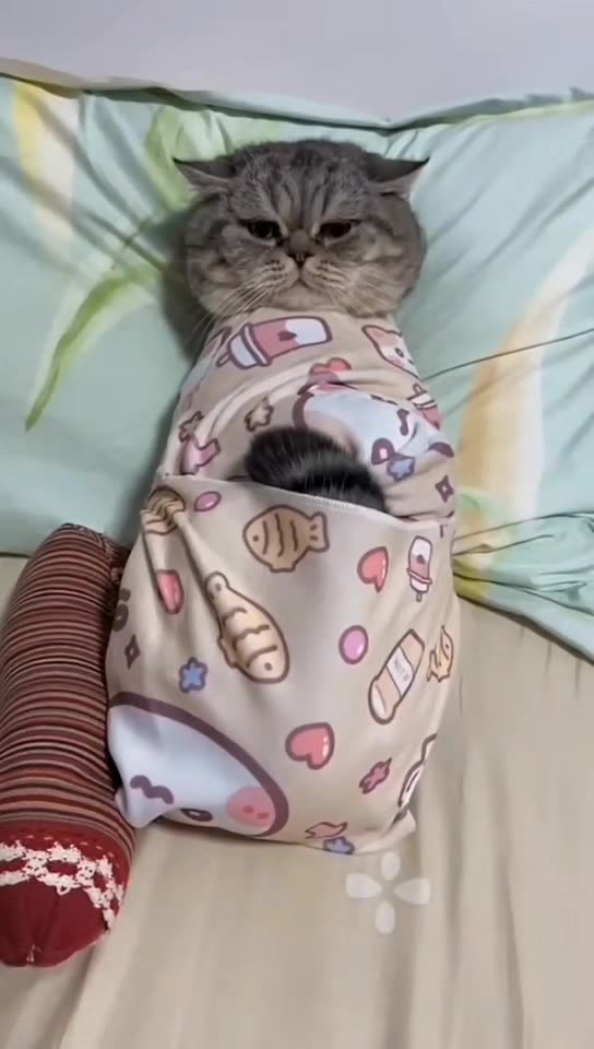 Funny and Cute Animals