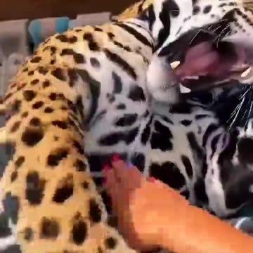 Cats will be cats, no matter the size.