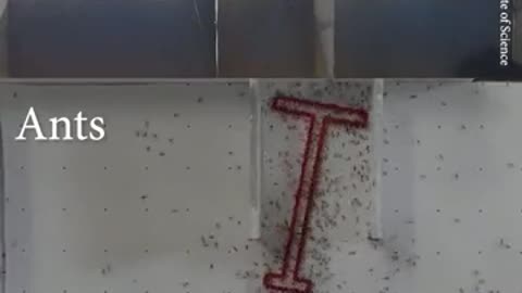 ANTS VS HUMANS