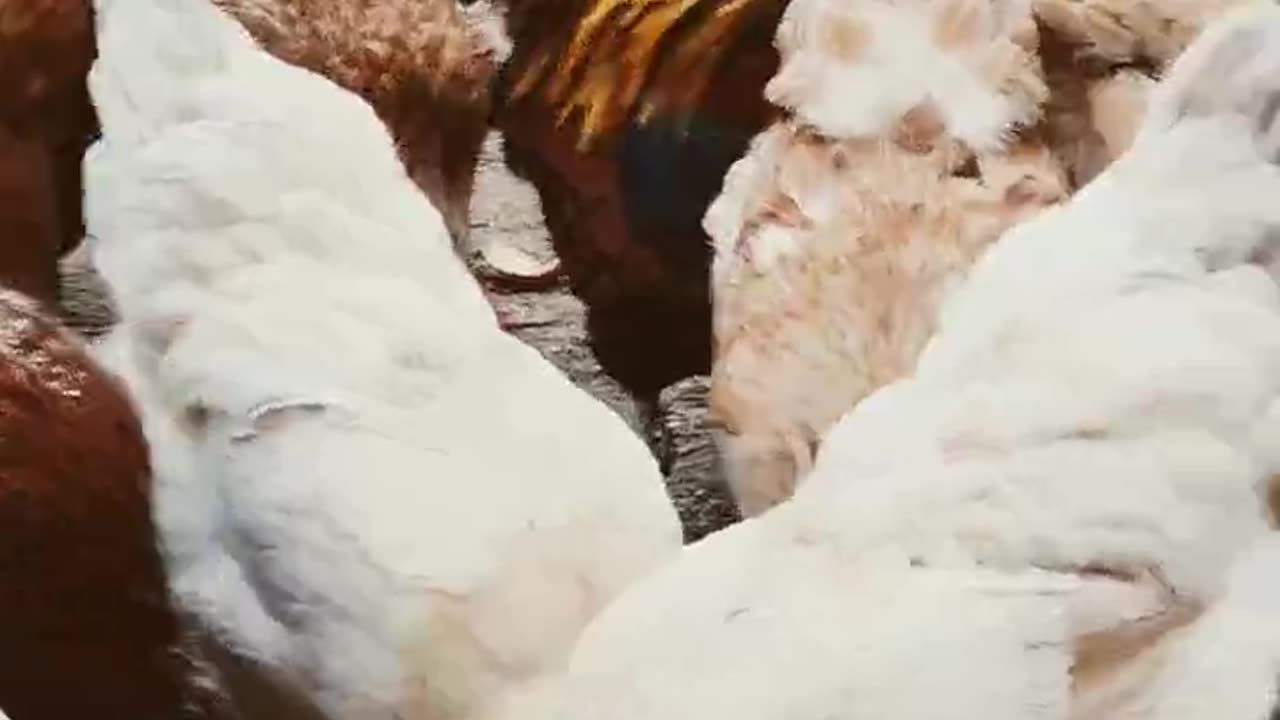 Rooster will always let the hens feed first!