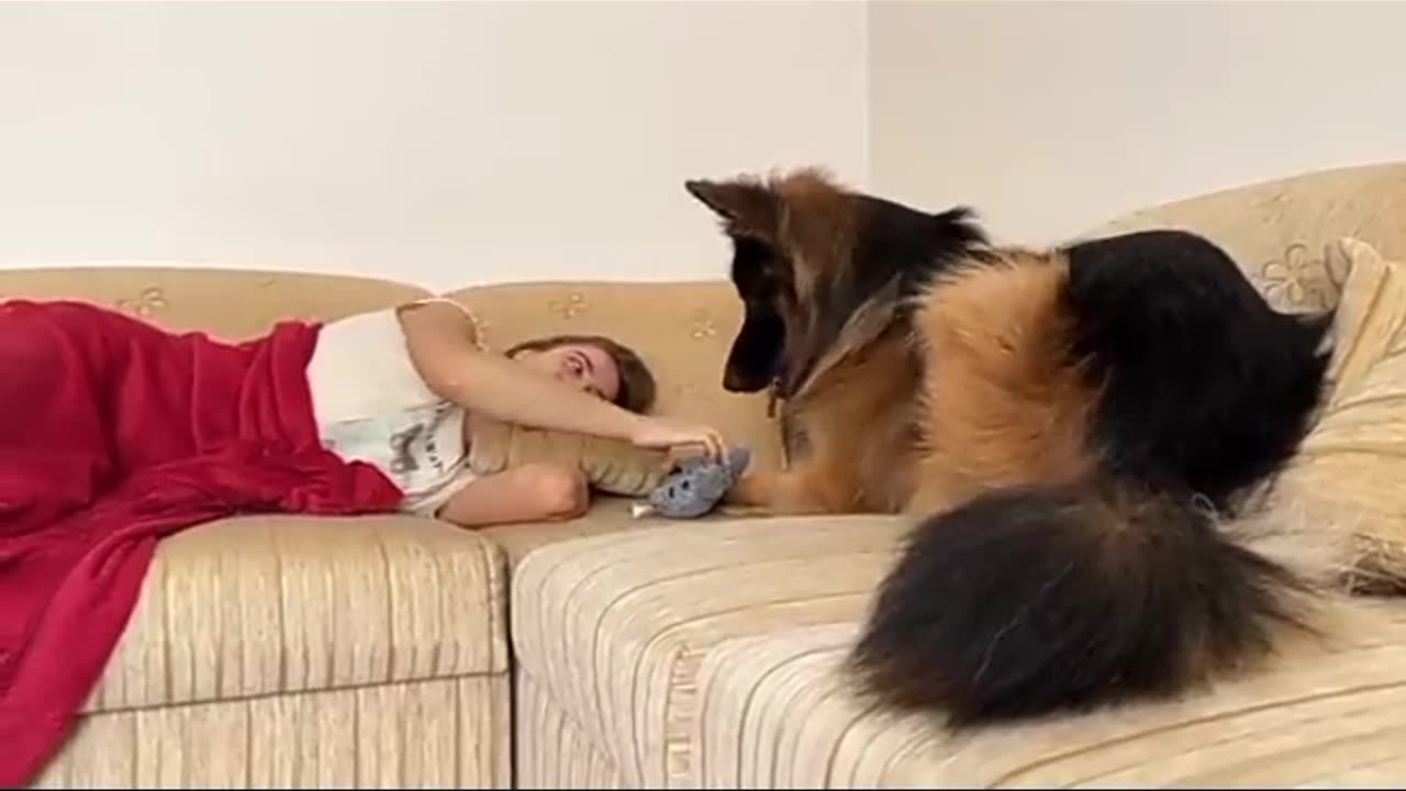 Dog