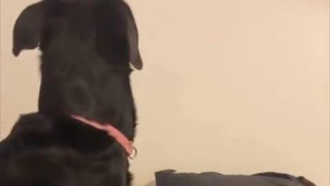 “Where did it go?” 😅