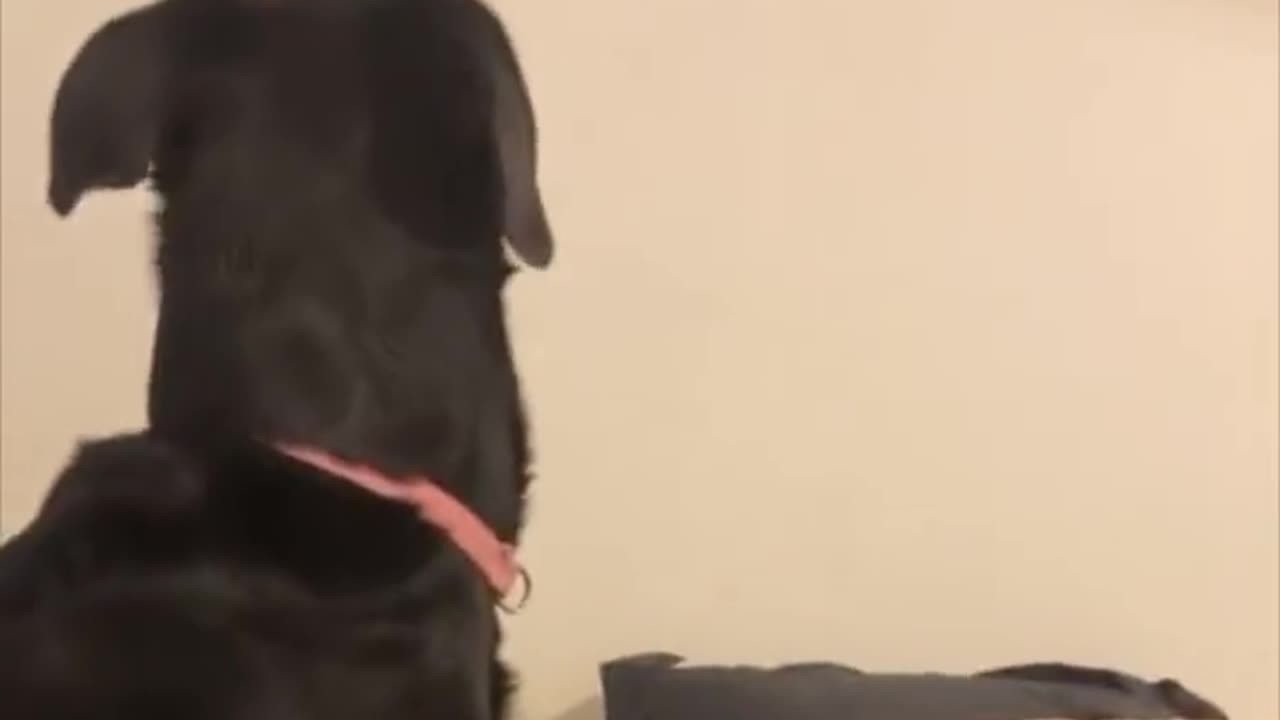 “Where did it go?” 😅
