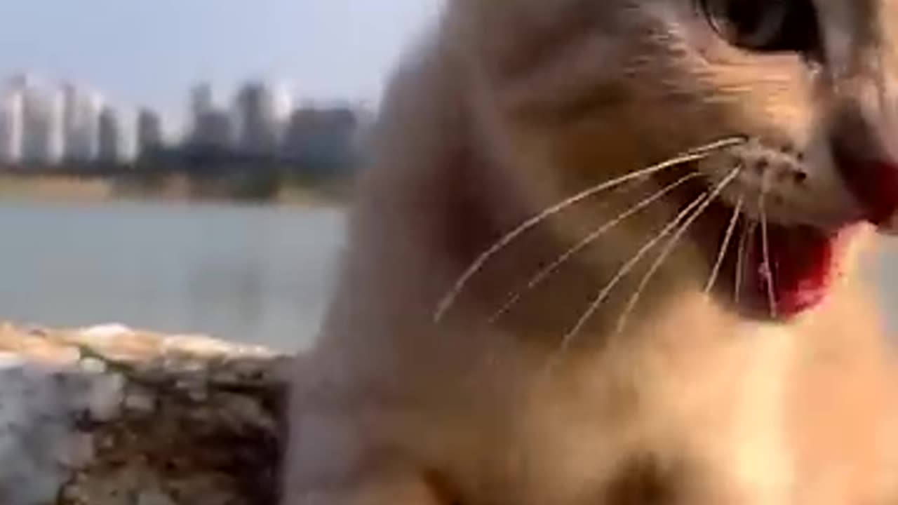 THE FASCINATING WORLDS OF CATS || THE FASCINATING WORLDS OF CATS