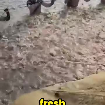 The Shocking Truth Behind Shrimp Farming – You Won’t Believe This!