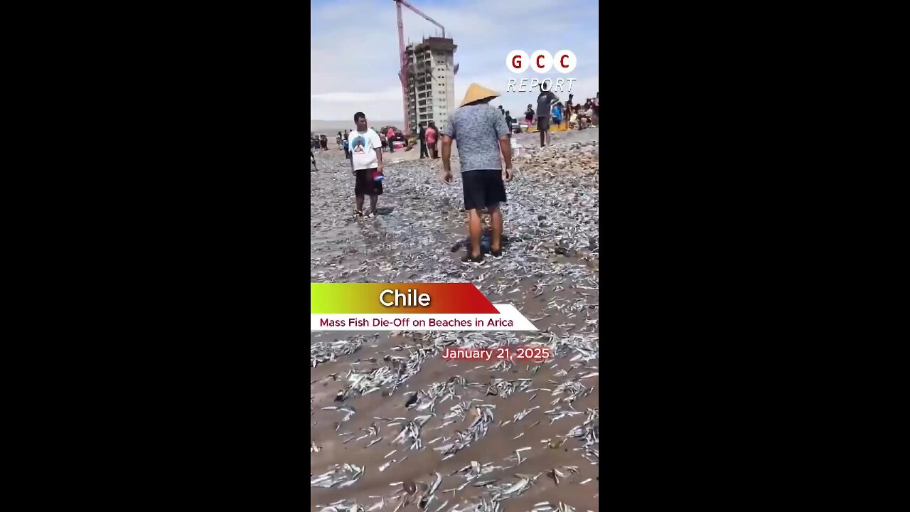 Lakhs of fishes die on the shores of Arica chile