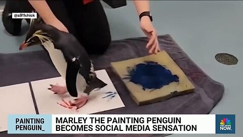 Marley the painting penguin becomes a social media sensation