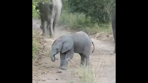 Baby elephant Challenging