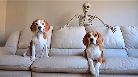 Scary Skeleton Vs Dogs _ Funny Halloween Prank