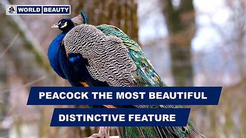 What do you know the most about Peacock | World Beauty | Peacock