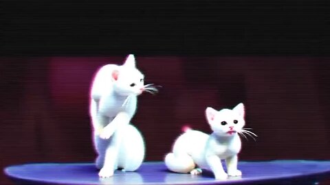Cute Cat Gif