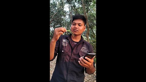 বিলিহাশ্রীর গাছ। কে কে এটা খান। সেই শ্বাদ খেতে।