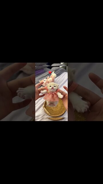 Cute kitten 😍 😍