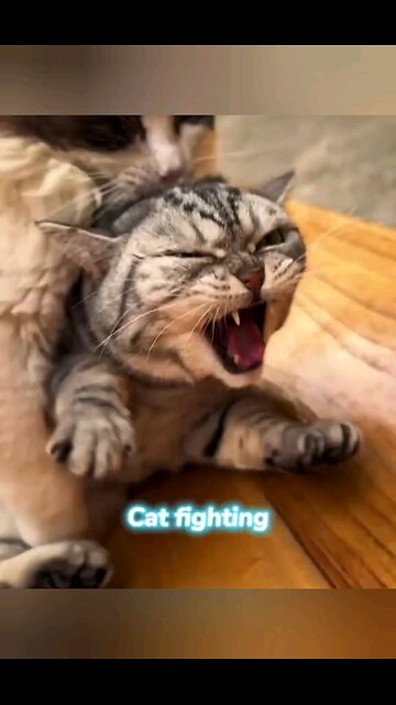 cat 🐈 😻 🐈‍⬛️ 😺 angry 😠 😡