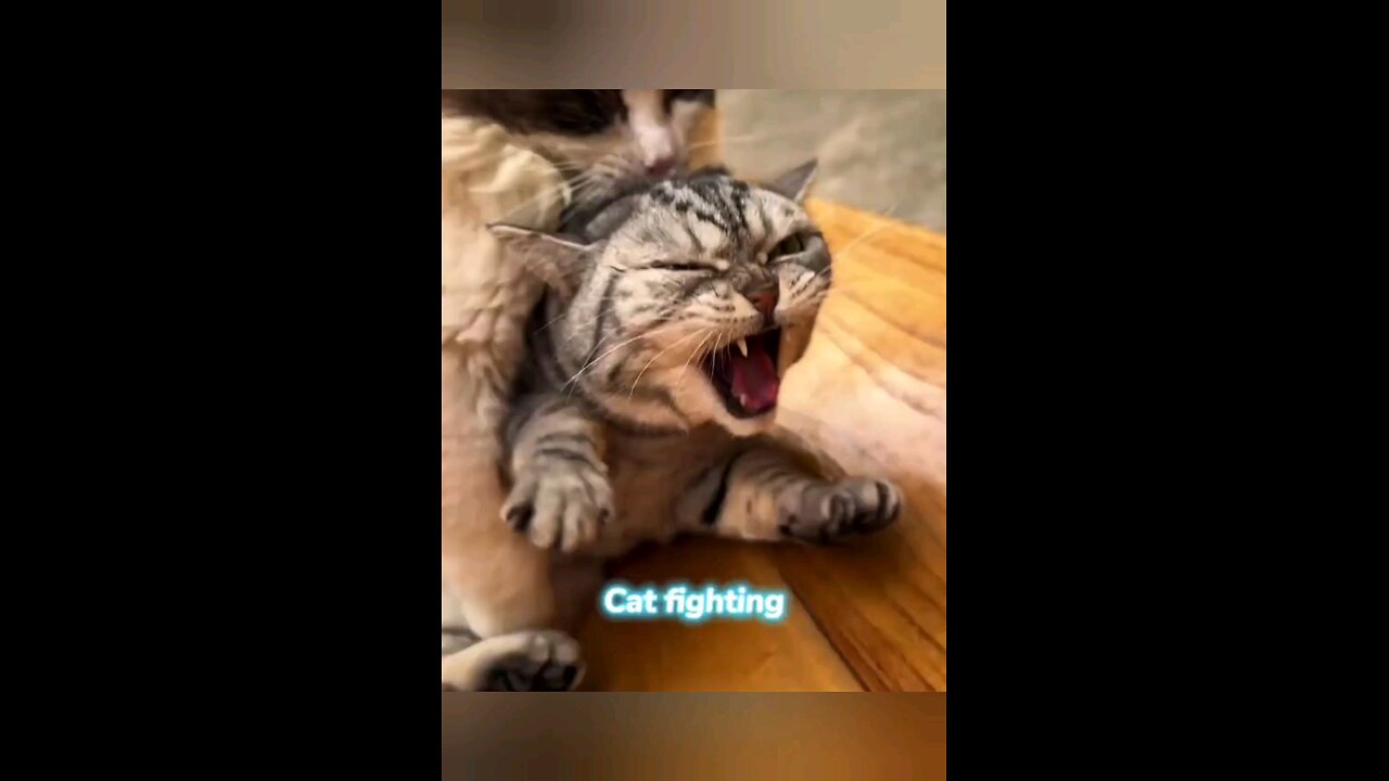cat 🐈 😻 🐈⬛️ 😺 angry 😠 😡