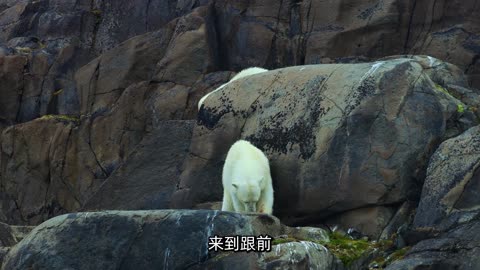 Bear in the Ice Forest: Slip, Slide, and Laugh