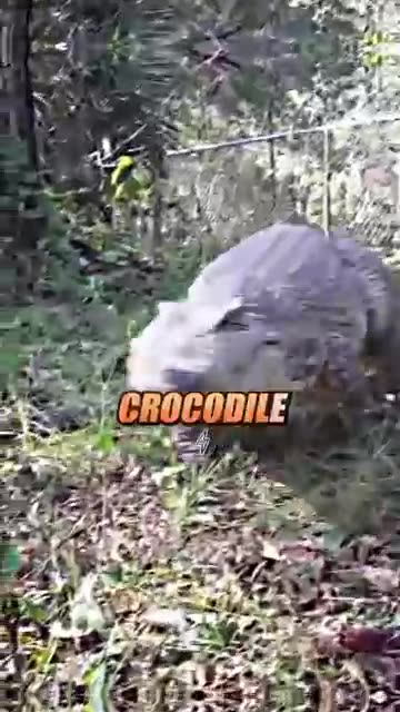 Joe Rogan - UFC CHAMPION Leg Kicks Female Youtuber 😲