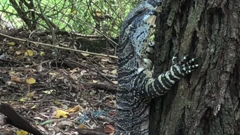 Pesky Critters. Grandpa Goanna